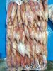 Loligo Squid , Illex S...