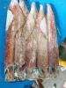 Loligo Squid , Illex S...