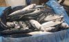 Atlantic Mackerel fish