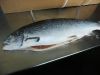 Salmon Fish , Atlantic...