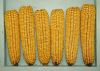 New Crop Yellow Dehydrated Vegetable Sweet Corn Kernel With Best Quality 