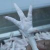 Chicken Feet and Paws From Brazil SIF Plant