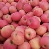 Fresh Natural Fuji Apples with Taste of very Sweet Crispy