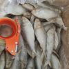 Frozen Hilsa Fish (Ten...