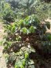Arabica Green Coffee B...