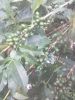 Arabica Green Coffee B...