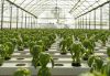 GREENHOUSE HYDROPONIC SYSTEM PEAT PELLET DISC BLOCK PLANT VEGETABLE FRUIT GROWING MEDIA