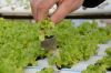 GREENHOUSE HYDROPONIC SYSTEM PEAT PELLET DISC BLOCK PLANT VEGETABLE FRUIT GROWING MEDIA