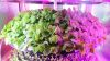 LEAFY PLANT SEEDLING MICROGREEN VEGETABLE GROWING MACHINE NURSERY TRAY INDOOR SOILLESS VERTICAL SYSTEM SMART VEGETABLE FRUIT LETTUCE HYDROPONIC PLANTER