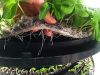 LEAFY PLANT SEEDLING MICROGREEN VEGETABLE GROWING MACHINE NURSERY TRAY INDOOR SOILLESS VERTICAL SYSTEM SMART VEGETABLE FRUIT LETTUCE HYDROPONIC PLANTER