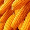 Dry Maize/ Dried Yello...
