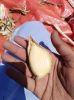 Narc G1 Garlic