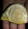 Narc G1 Garlic