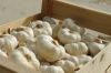 Narc G1 Garlic