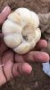 Narc G1 Garlic