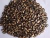 supply melon seeds, black watermelon seed with high quality