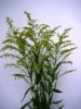 Fresh cut flower-Solidago