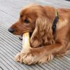 BEST SELLER I COFFEE WOOD DOG CHEW I Best choice for your dogs