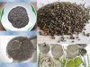 Wholesale Chia Seeds from Vietnam - Ms. Helen +84 348337620