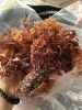 DRIED GOLDEN SEA MOSS PURPLE SEA MOSS SEAWEED HIGH QUALITY FROM VIETNAM