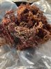 DRIED GOLDEN SEA MOSS PURPLE SEA MOSS SEAWEED HIGH QUALITY FROM VIETNAM