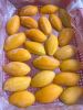 IQF Frozen Mango Vacuum Packed in Bulk