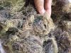 Wholesale Dried Sea Moss / Dried Eucheuma Cottonii from Vietnam / Mr. Jacob