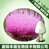 milk thistle extract Silymarin Silybin