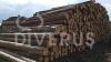 Spruce logs