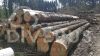 Spruce logs