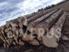 Spruce logs