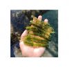 Umibudo sea grapes vietnam good price canivar sea grapes