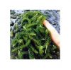 Umibudo sea grapes vietnam good price canivar sea grapes