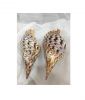 Triton seashell big size seashell triton queen conch shell