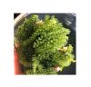 Umibudo sea grapes vietnam good price canivar sea grapes