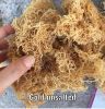 Irish sea moss euchoma...