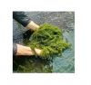 Umibudo sea grapes vietnam good price canivar sea grapes