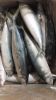 Frozen Mackerel Fish f...