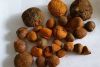 Ox Gallstones