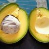 FRESH AVOCADO with HIGH QUALITY and BEST PRICE 2021 with HIGH QUALITY and BEST PRICE 2021