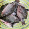 WHOLESALE FROZEN HILSA...