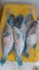 Parrot fish fresh whole round wgs wggs