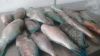 Parrot fish fresh whole round wgs wggs