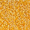 Dry yellow corn grains