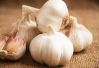 Fresh Garlic for Export