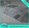 Squirrel Trap, Live Tr...
