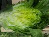 Fresh Romaine lettuce