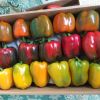 Sweet Pepper , Bell Pepper