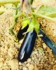 Fresh Eggplant