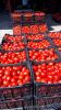 tomato for tomato paste